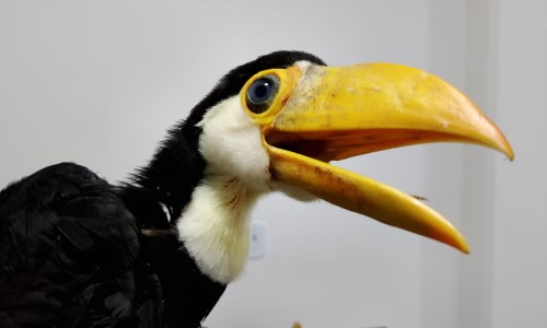 BM: Guarda Ambiental resgata filhote de tucano no bairro Getúlio Vargas